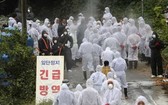 韓國的非洲豬瘟疫情正在蔓延。(圖源:AP)