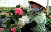 多種進口品種花卉將在春節銷售。
