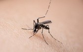 美國堪薩斯州立大學一項研究證實,新冠病毒不能通過蚊子傳播給人類。(示意圖源:互聯網)
