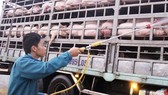 Đồng Nai: Thêm hai xã ở huyện Cẩm Mỹ có heo mắc dịch tả châu Phi