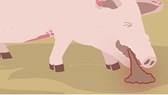 African swine fever strikes one more province in Vietnam