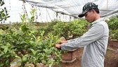 Farmer Nguyen Huu Ha in the northern province of Hung Yen grows lemon earning VND5 billion annually (Photo : SGGP)