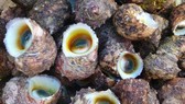 Nghề lặn bắt ốc xà cừ rất nguy hiểm