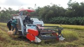 Quảng Ngãi: Nông dân khẩn trương thu hoạch trước bão Podul