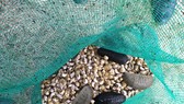 Quảng Ngãi: Đề xuất 1,9 tỷ tiếp tục nhân rộng mô hình nuôi thử nghiệm hải sâm ghép ốc hương
