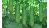Đưa nhiều sản phẩm kém chất lượng ra khỏi danh mục được sử dụng
