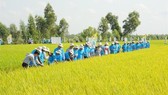 Xây dựng mô hình gạo theo hướng hữu cơ