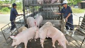 TPHCM giám sát chặt chẽ nguồn heo đưa vào thành phố. Ảnh: THÀNH TRÍ