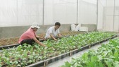 本市農民種植無公害蔬菜。(圖源:市黨部新聞網)
