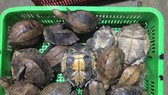 Một số cá thể rùa quý hiếm phát hiện tại trang trại bà Kim Cương