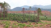 Khởi tố vụ án, bắt giam 3 đối tượng phá rừng quy mô lớn tại Lâm Đồng