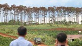 Khởi tố, bắt giam 6 đối tượng huỷ hoại hàng trăm cây thông ở Lâm Đồng