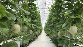 The CPTPP is forecast to bring about both opportunities and challenges for agriculture (Photo: VNA)