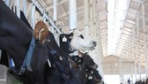 Vinamilk’s organic dairy farm in Da Lat (Photo: VNA)