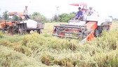 Rice harvest after flooding in Quang Tri province