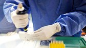 Thử nghiệm vi khuẩn Wolbachia có khả năng ngăn chặn sự lây lan bệnh sốt xuất huyết tại Brazil