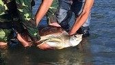 Thả cá thể Vích nằm trong sách đỏ về lại với biển