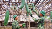 Thu hoạch sản phẩm sau thành quả chăm sóc