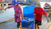 Ngư dân Long Sơn (TP Vũng Tàu) vận chuyển cá bớp