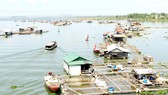 Vùng đầu nguồn lòng hồ Trị An đang là nơi mưu sinh của người dân nuôi cá lồng bè. Ảnh: VĂN PHONG