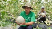 Dưa lưới nông sản có giá trị cao được trồng tại TPHCM. Ảnh: CAO THĂNG