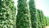 Hội nghị hồ tiêu quốc tế bàn giải pháp phát triển bền vững