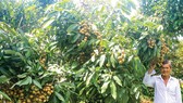 Nhãn Ido được nhiều bà con khu vực Đồng bằng sông Cửu Long ưu tiên lựa chọn để phát triển. Ảnh: PHÚC NGUYỄN