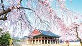 Du xuân Hàn Quốc ngắm hoa anh đào cùng Pymepharco