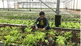 Sản xuất theo quy trình VietGAP, GlobalGAP để có sản phẩm an toàn. Ảnh: Thanh Hải