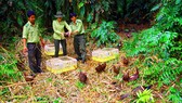 Cán bộ kiểm lâm thả chim trĩ đỏ về Khu bảo tồn thiên nhiên lung Ngọc Hoàng