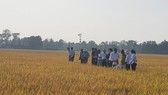 Giảm phát thải khí nhà kính trong canh tác lúa