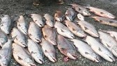Cá hồi Alaska chết do biến đổi khí hậu