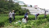 Thu hoạch rau trồng ngoài trời. Ảnh: ĐOÀN KIÊN
