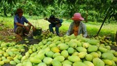 EU bắt đầu kiểm tra chặt chẽ nông sản Việt Nam từ 1-9