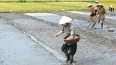 ĐBSCL: Đẩy nhanh xuống giống lúa đông xuân để né hạn mặn