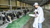 Chuồng nuôi quy mô lớn với hệ thống làm mát tự động do Vinamilk phát triển giúp những cô bò sống thoải mái như ở quê hương ôn đới mát mẻ của mình
