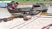 Tránh lặp lại vụ cá chết trên sông La Ngà