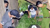 Trồng cây cần sa bị xử lý thế nào?