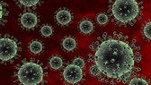 Xuất hiện virus cúm gia cầm có thể gây tử vong ở người