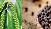 Bộ Công Thương cảnh báo rủi ro xuất khẩu hồ tiêu sang Myanmar Bộ Công Thương cảnh báo rủi ro xuất khẩu hồ tiêu sang Myanmar