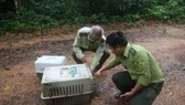 Hai cá thể tê tê vàng và mèo rừng được thả về Vườn quốc gia Cát Tiên. Ảnh: C.T