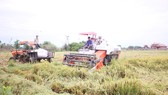 Người dân Quảng Trị hối hả gặt lúa sau khi lũ rút. Ảnh: NGUYỄN HOÀNG