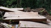 Khởi tố, bắt tạm giam đối tượng cưa hạ gỗ trái phép