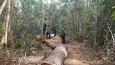 Một xã để mất 850ha rừng, chi sai gần 1 tỷ đồng