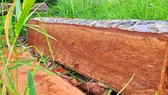 Rừng bị đốn hạ la liệt ở huyện biên giới Chư Prông (Gia Lai)