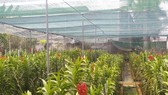 Xây dựng làng nghề hoa - cây kiểng, cá cảnh tại huyện Củ Chi