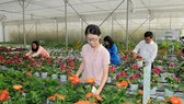 Cây giống hoa trồng tại Trung tâm Công nghệ sinh học TPHCM. Ảnh: CAO THĂNG