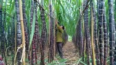 Chuyển hơn 1.100ha mía sang trồng cây khác