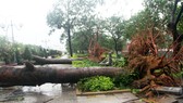 Phố biển Quy Nhơn tan hoang sau bão Matmo