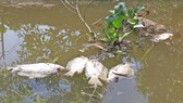 Phát hiện khoảng 1 tấn cá chết trên sông Bàn Thạch
